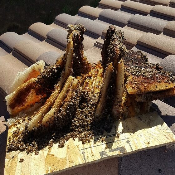 bee removal repair