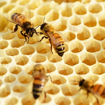 bees-honeycomb-removal