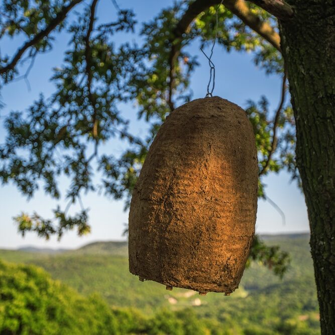 point loma live bee removal