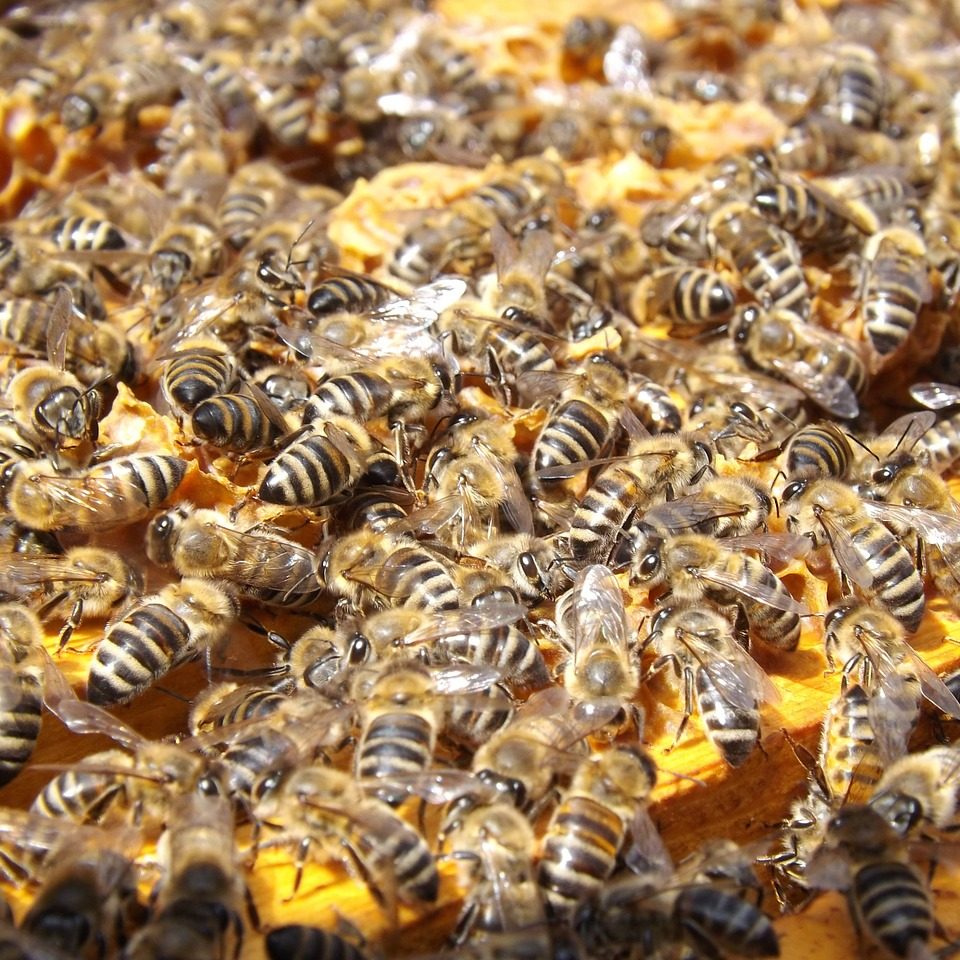 what to do if you find a beehive
