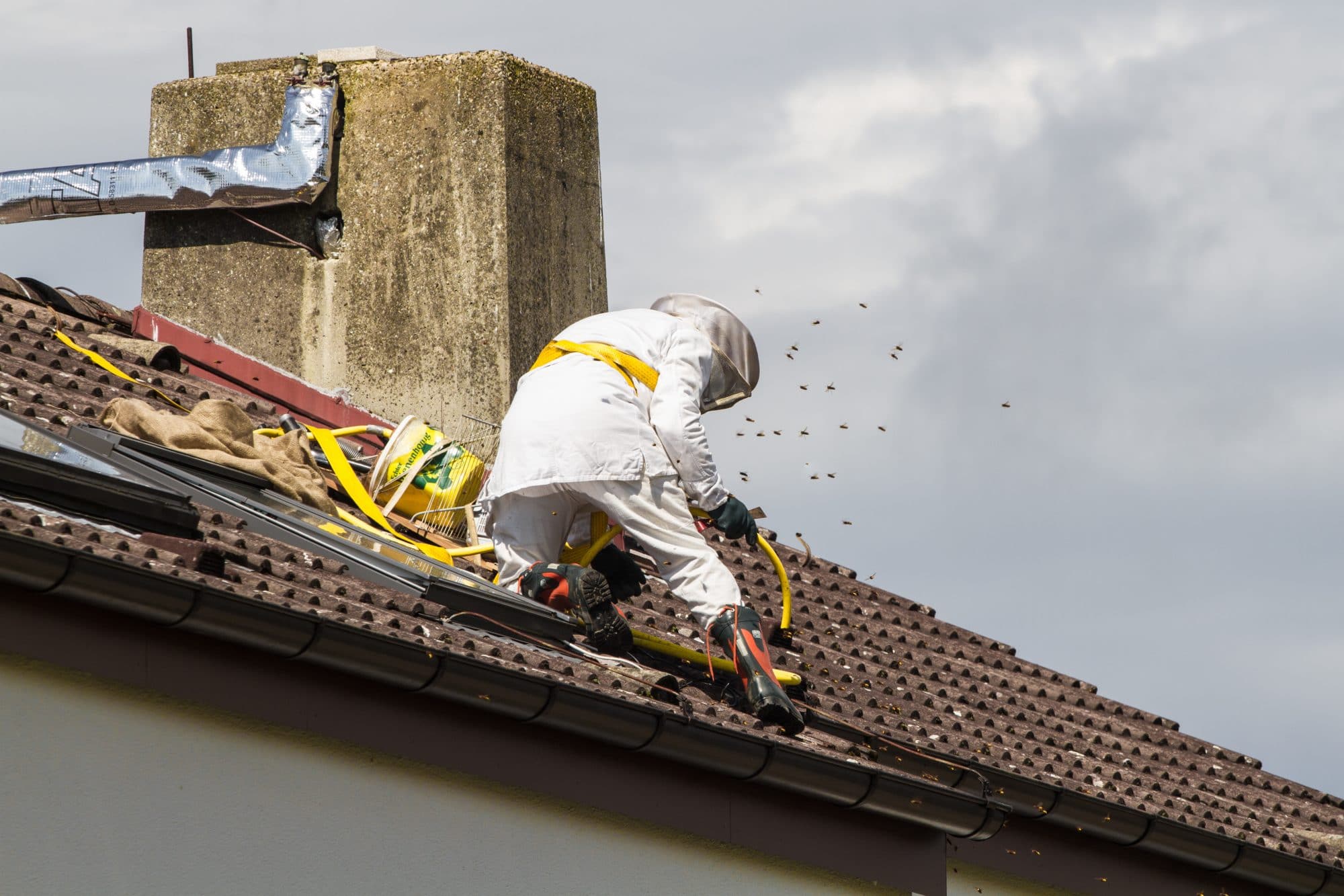 How to Choose the Right San Diego Bee Removal Company in 2019