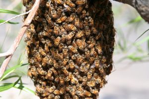 bee removal san marcos