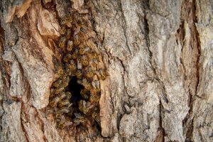 how to remove a beehive
