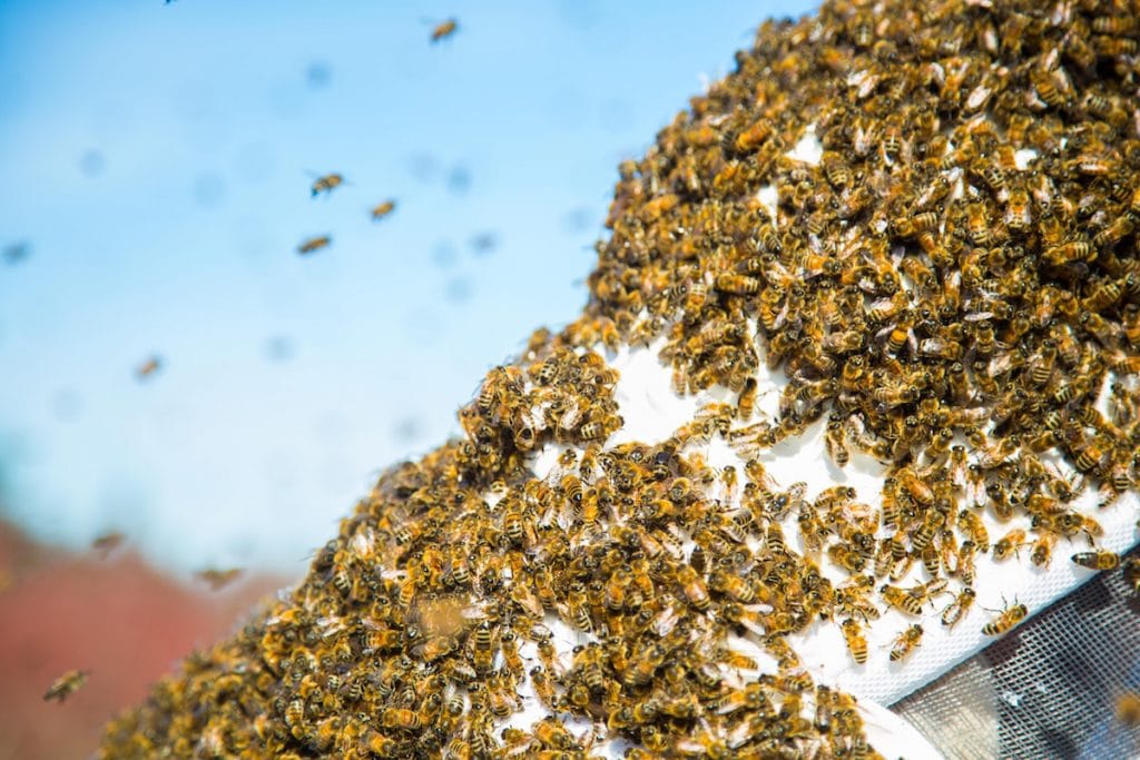 live bee removal carlsbad