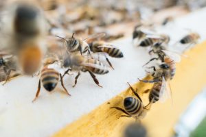 live bee removal encinitas