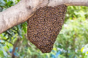 scripps ranch live bee removal